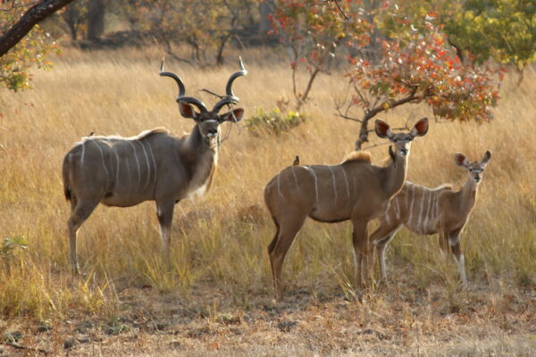 Greater Kudu | Kafue National Park