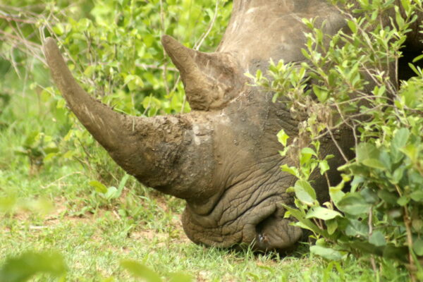 White Rhino tacking in Mosi-oa-Tunya NP