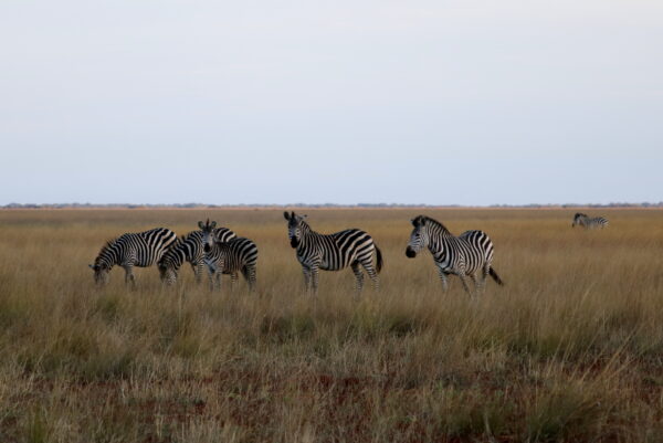 14-Day Pizi Safari - Burchell's Zebra in Liuwa Plain NP