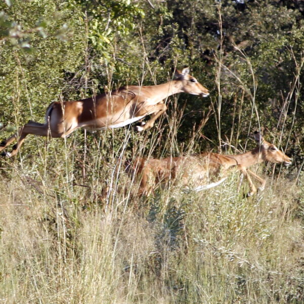 Impalas