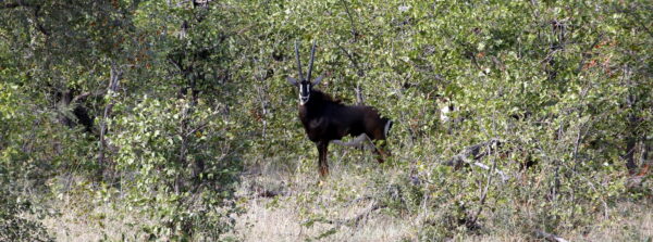 19-Day Kokomo Safari - Sable antelope