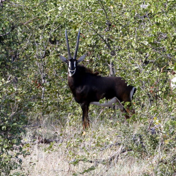 Roan antelope