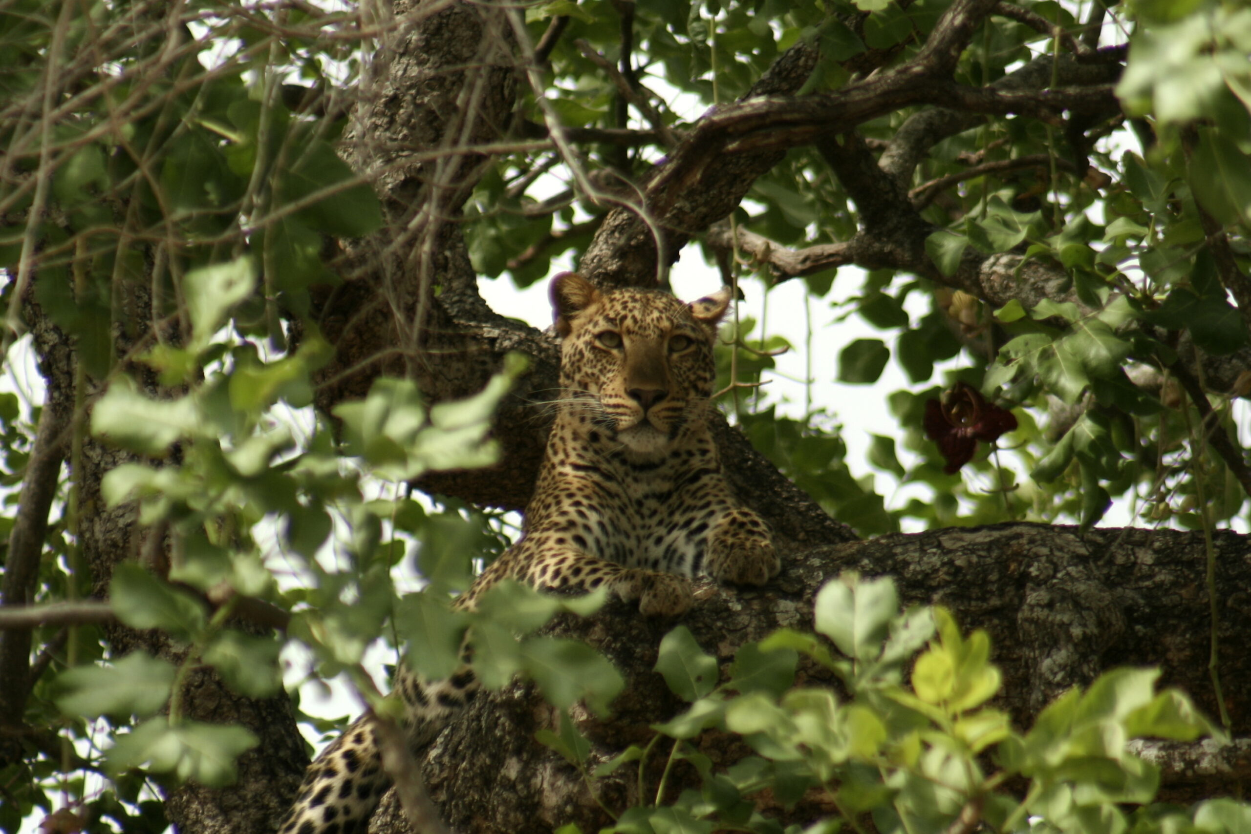 Masters of the Hunt: Leopards of South Luangwa National Park - Zamsato ...